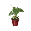 PHILODENDRON GLORIOSUM P12