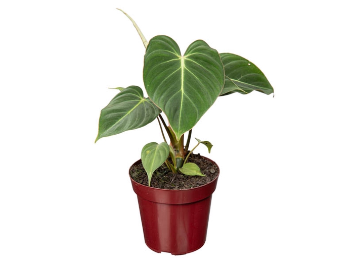 PHILODENDRON GLORIOSUM P12