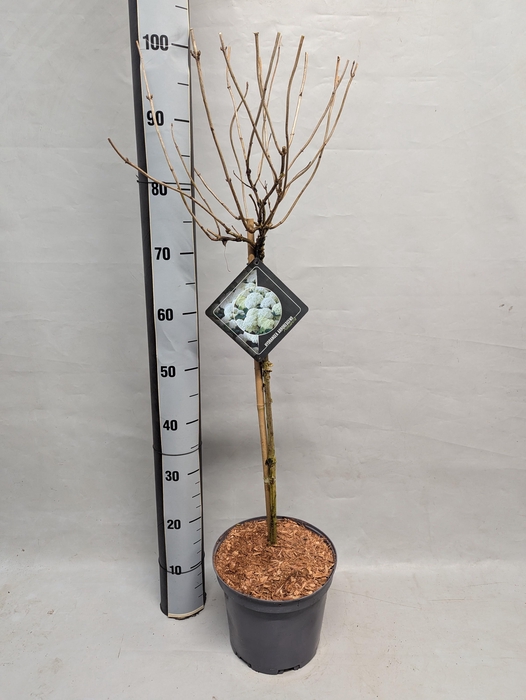 <h4>HYDR ARBORESCENS</h4>