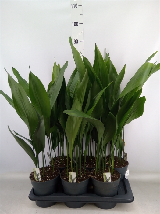 <h4>Aspidistra elat.</h4>