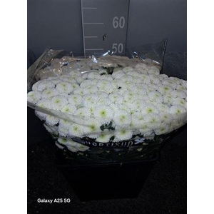 Chr San Pompon White Bianco