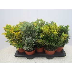 Euonymus japonicus gemengd