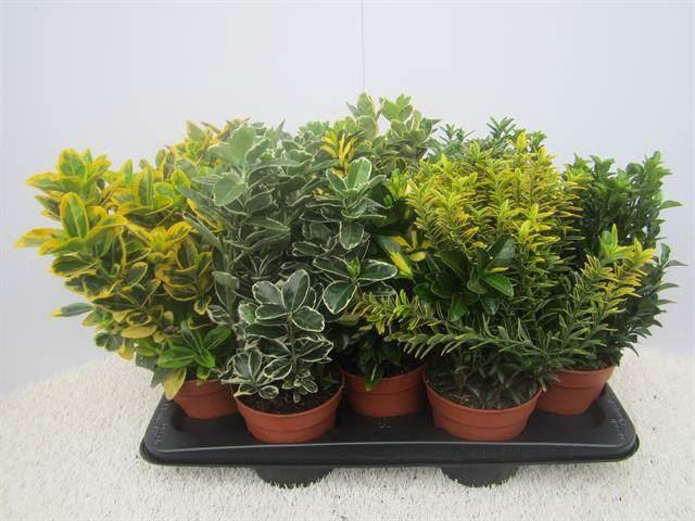 <h4>Euonymus japonicus gemengd</h4>
