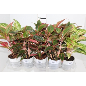 AGLAONEMA VARIADA P12