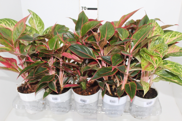 <h4>AGLAONEMA VARIADA P12</h4>