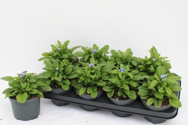 <h4>MYOS SY MON AMIE</h4>