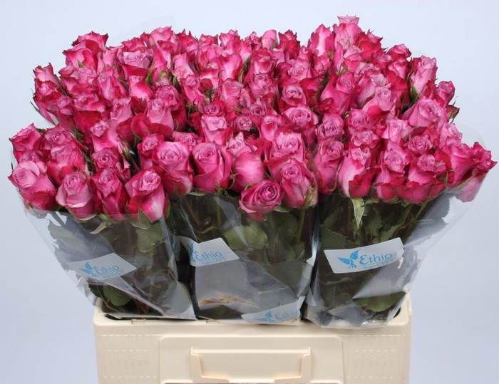 <h4>R GR DEEP PURPLE</h4>