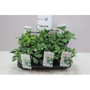 Helleborus Niger 'mont Blanc' - Medium