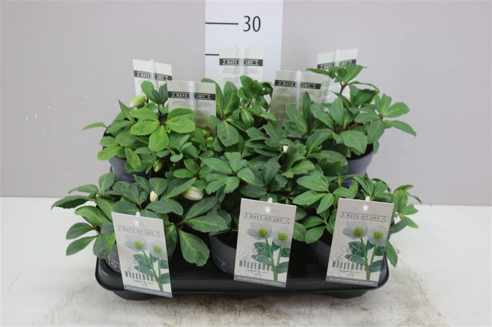 <h4>Helleborus Niger 'mont Blanc' - Medium</h4>