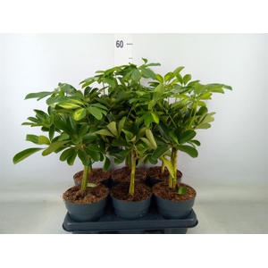 Schefflera arbor.   ...