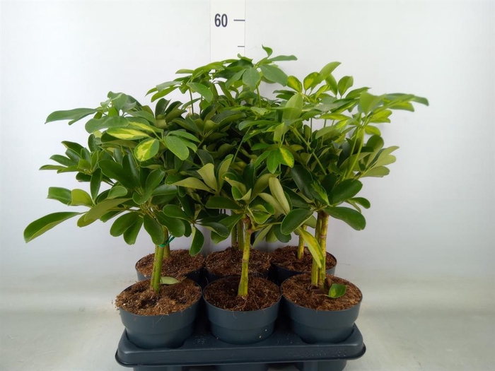 <h4>Schefflera arbor.   ...</h4>