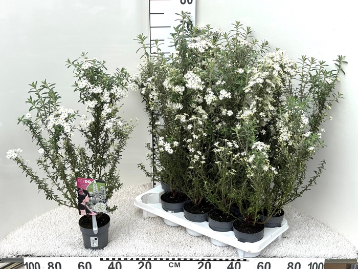 <h4>OLEAR HAASTII</h4>