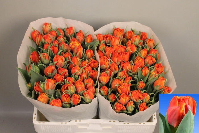 <h4>TU DU QUEENSDAY</h4>