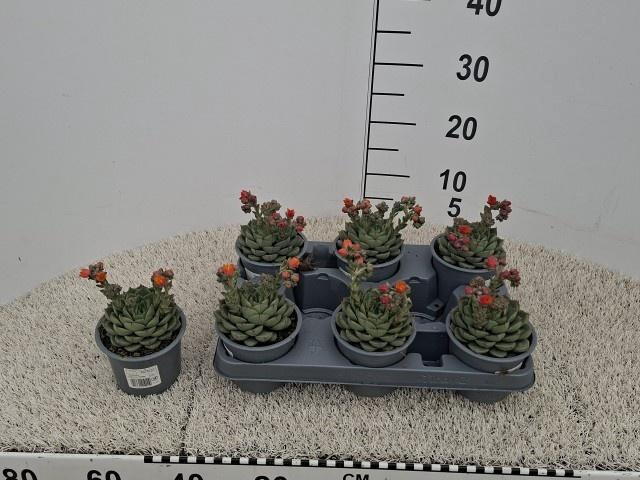 <h4>ECHEV GILVA</h4>