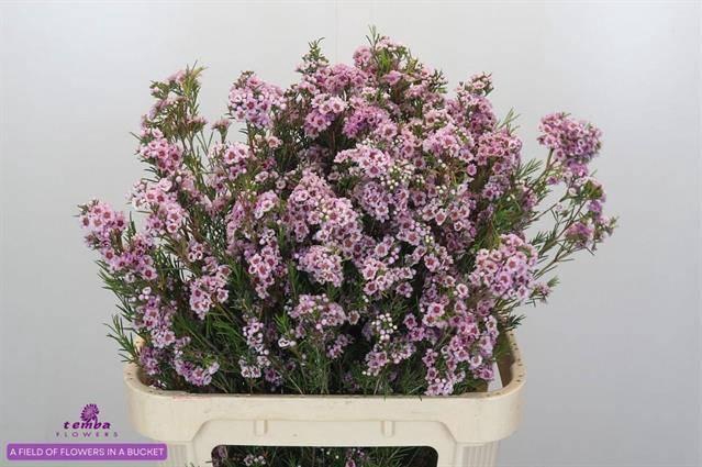 <h4>CHAME GISELLE</h4>