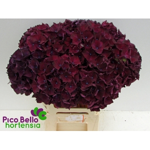 Hydrangea mag ruby red purple