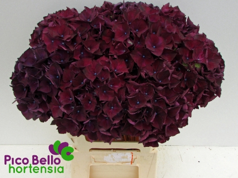 <h4>Hydrangea mag ruby red purple</h4>