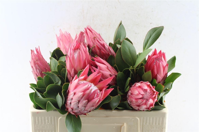 <h4>Protea Cy Madiba</h4>