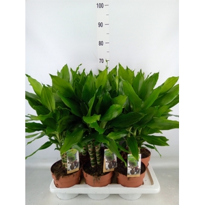 Dracaena frag. 'Steudneri'