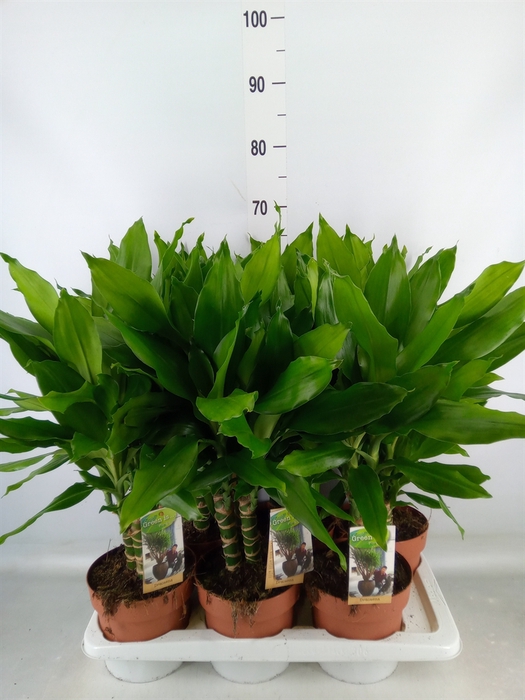 <h4>Dracaena frag. 'Steudneri'</h4>