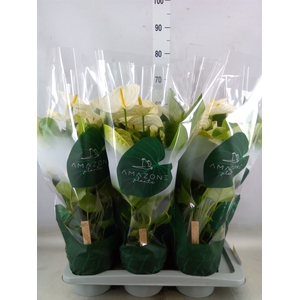 Anthurium andr. 'Samora'