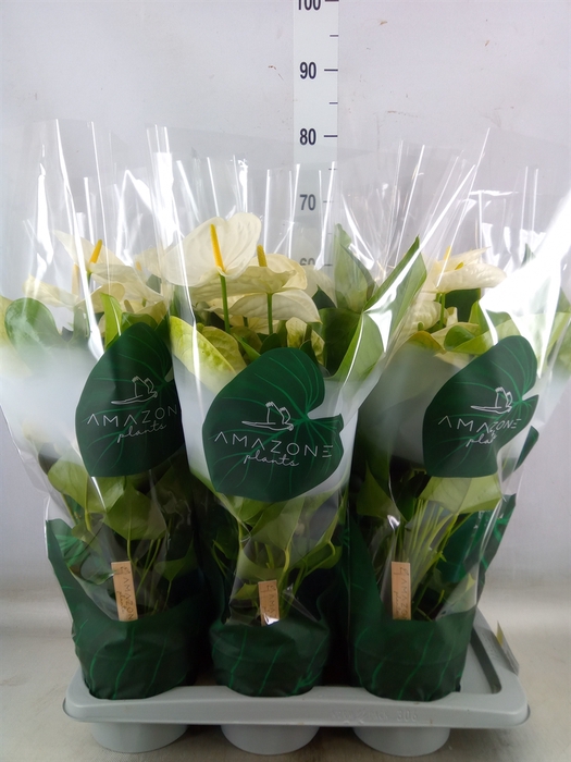 <h4>Anthurium andr. 'Samora'</h4>