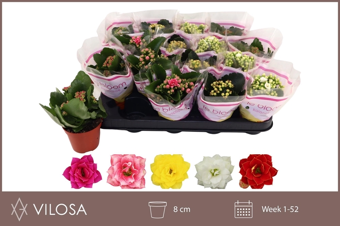 <h4>KAL GE GEM 5 KL</h4>