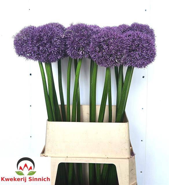 <h4>ALLIUM PINBALL WIZAR</h4>