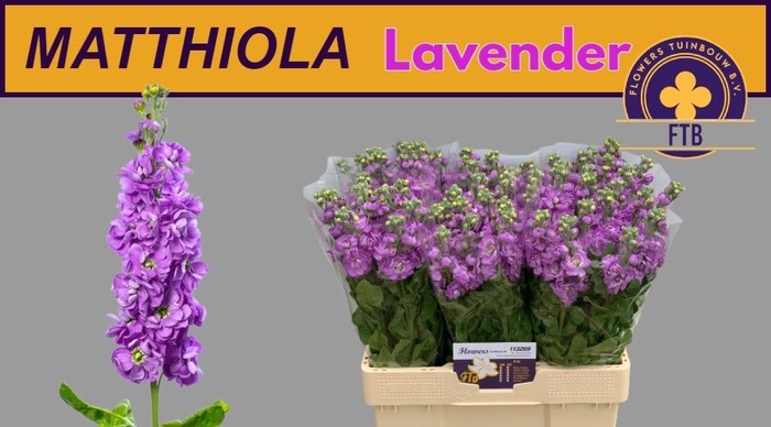 <h4>MATTH MATHILDA LAVEN</h4>