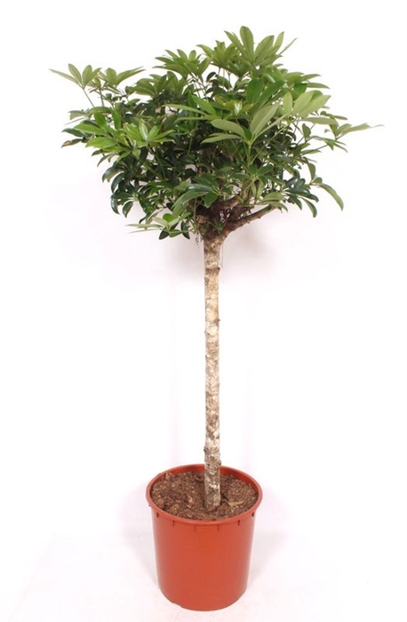 <h4>Schefflera Compacta</h4>
