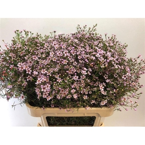 CHAME UN JUPITER SOL