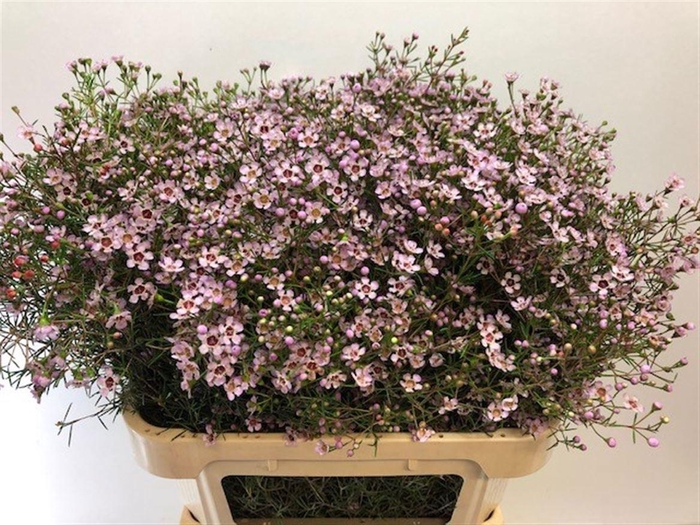 <h4>CHAME UN JUPITER SOL</h4>