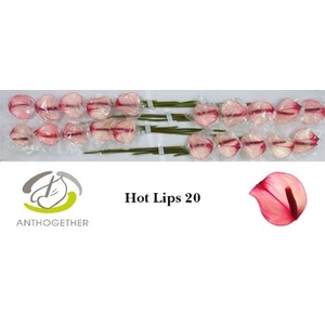 Anthurium  'Pr Amalia Hot Lips'