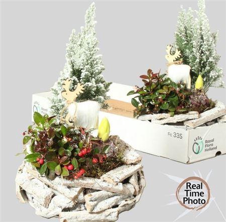 <h4>Arr Tuinplanten In Houten Bakje</h4>