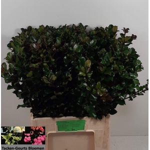 ILEX BL M BLU PRINCE