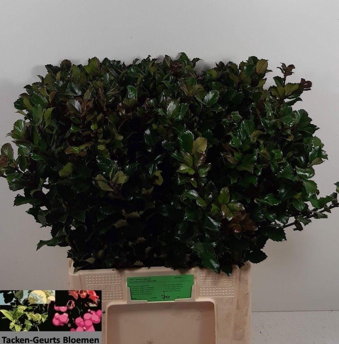 <h4>ILEX BL M BLU PRINCE</h4>