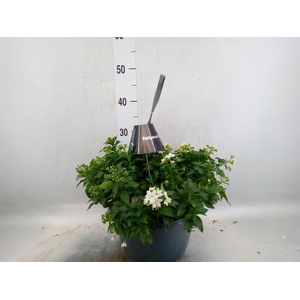 Solanum jasminoides