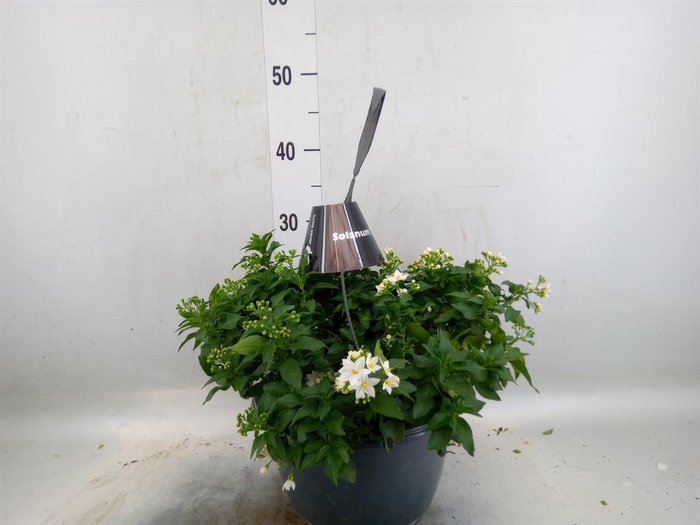<h4>Solanum jasminoides</h4>