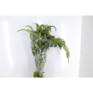 AMARANTHUS VERDE