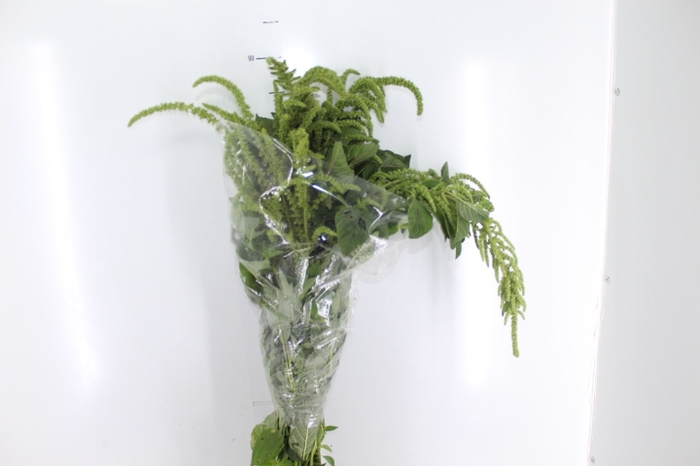 AMARANTHUS VERDE
