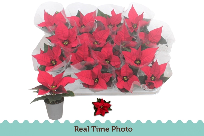 <h4>EUPHOR P CHR F RED</h4>