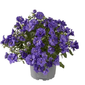 CAMPANULA-HYBRID p11 db blauw