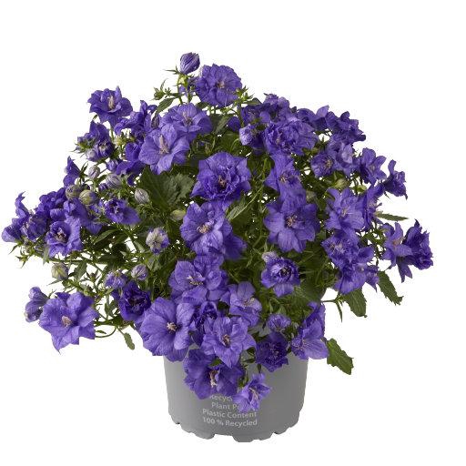 <h4>CAMPANULA-HYBRID p11 db blauw</h4>