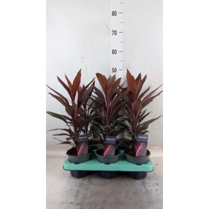 Cordyline fruti. 'Tango'