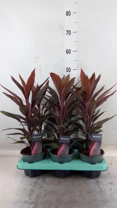 <h4>Cordyline fruti. 'Tango'</h4>