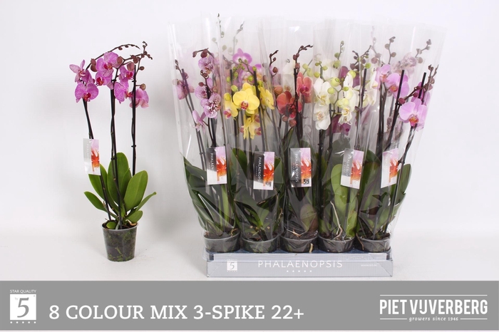 <h4>PHAL GEM 8 KL</h4>