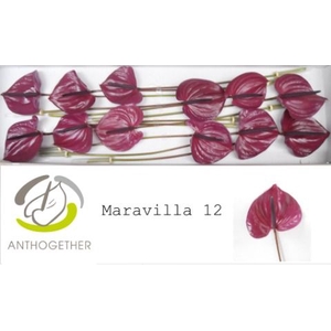 Anth A Maravilla 13 cm X12 Spek Flowers