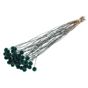 Craspedia Dried Turquoise