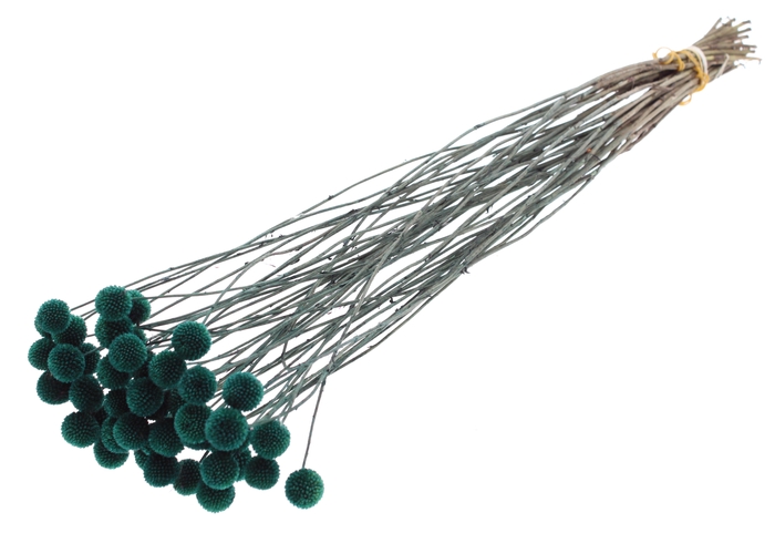 <h4>Craspedia Dried Turquoise</h4>