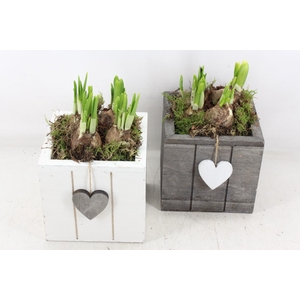 arr4 Narcis JS - Hout 4kant hart